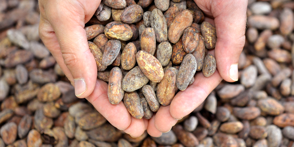 STANDOUT CHOCOLATE - Maya Mountain, Bélize 70% BIO