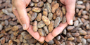 STANDOUT CHOCOLATE - Maya Mountain, Bélize 70% BIO