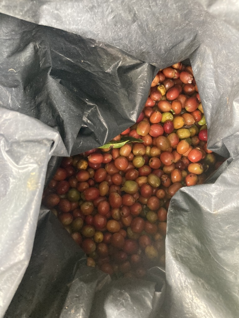 Pastel Pink - Colombia