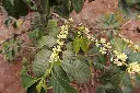 Kiandieri Coffee Factory Flowering tree 11 1 2018.webp