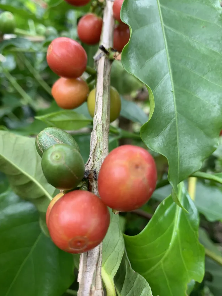 jairo arcila coffee cherries.webp