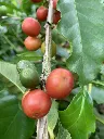jairo arcila coffee cherries.webp