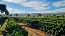 Famiglia-Montanari-Rota-do-cafe-do-cerrado-mineiro-5.jpg