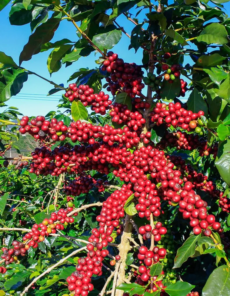 Coffee-Feeding-Greenlife-e1757571428423 (1).webp