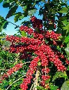 Coffee-Feeding-Greenlife-e1757571428423 (1).webp